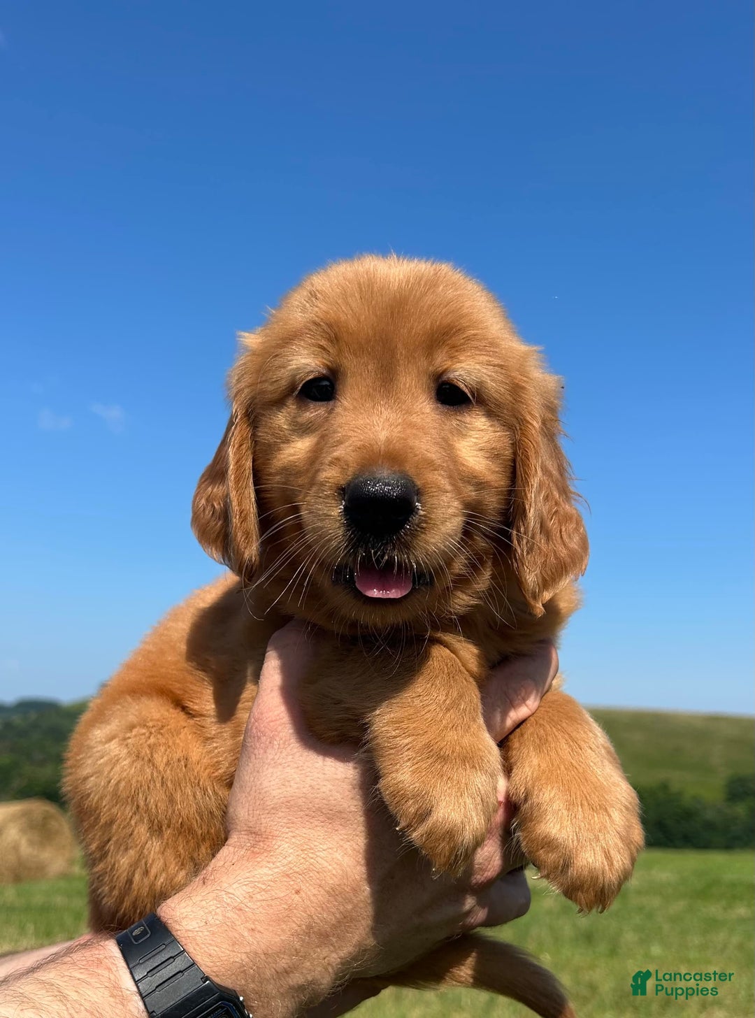 Golden Retriever dogs for sale: Fin - Image 9