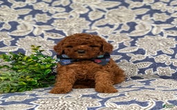 Miniature Poodle dogs for sale: Doyle - Image 7