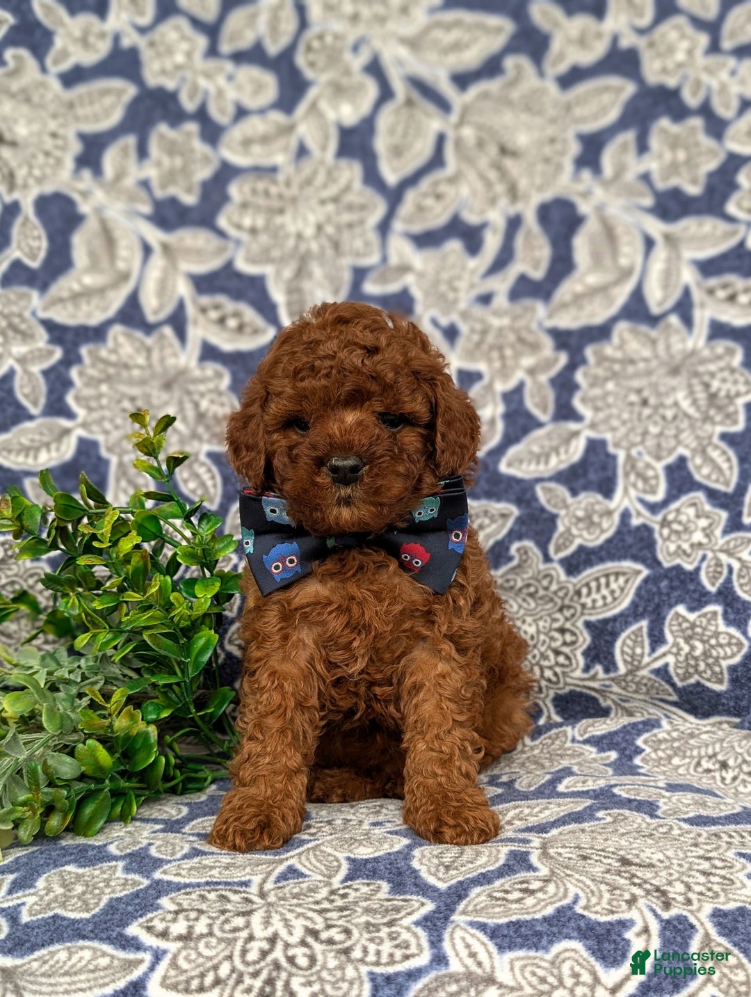 Miniature Poodle dogs for sale: Doyle - Image 7
