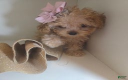 Cavapoo dogs for sale: Ella - Image 6