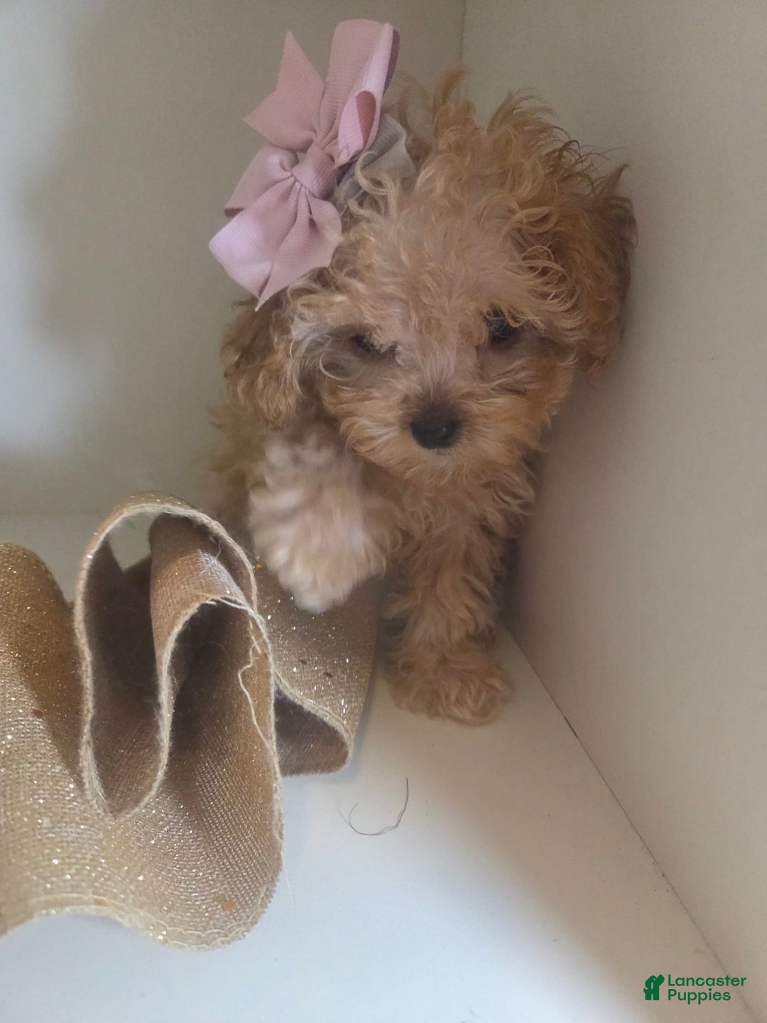 Cavapoo dogs for sale: Ella - Image 6