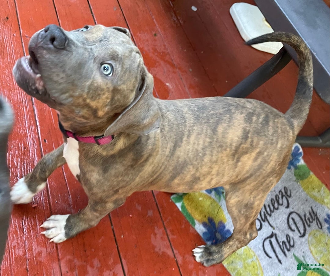 American Bully dogs for sale: Majestic - Image 8