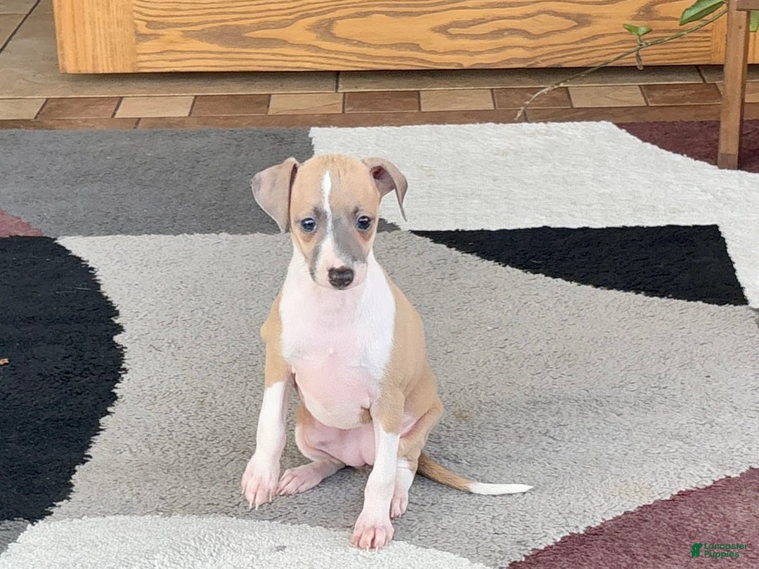 Italian Greyhound dogs for sale: Trina - Image 10