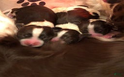 English Springer Spaniel dogs for sale: Upcoming Litter - Image 13