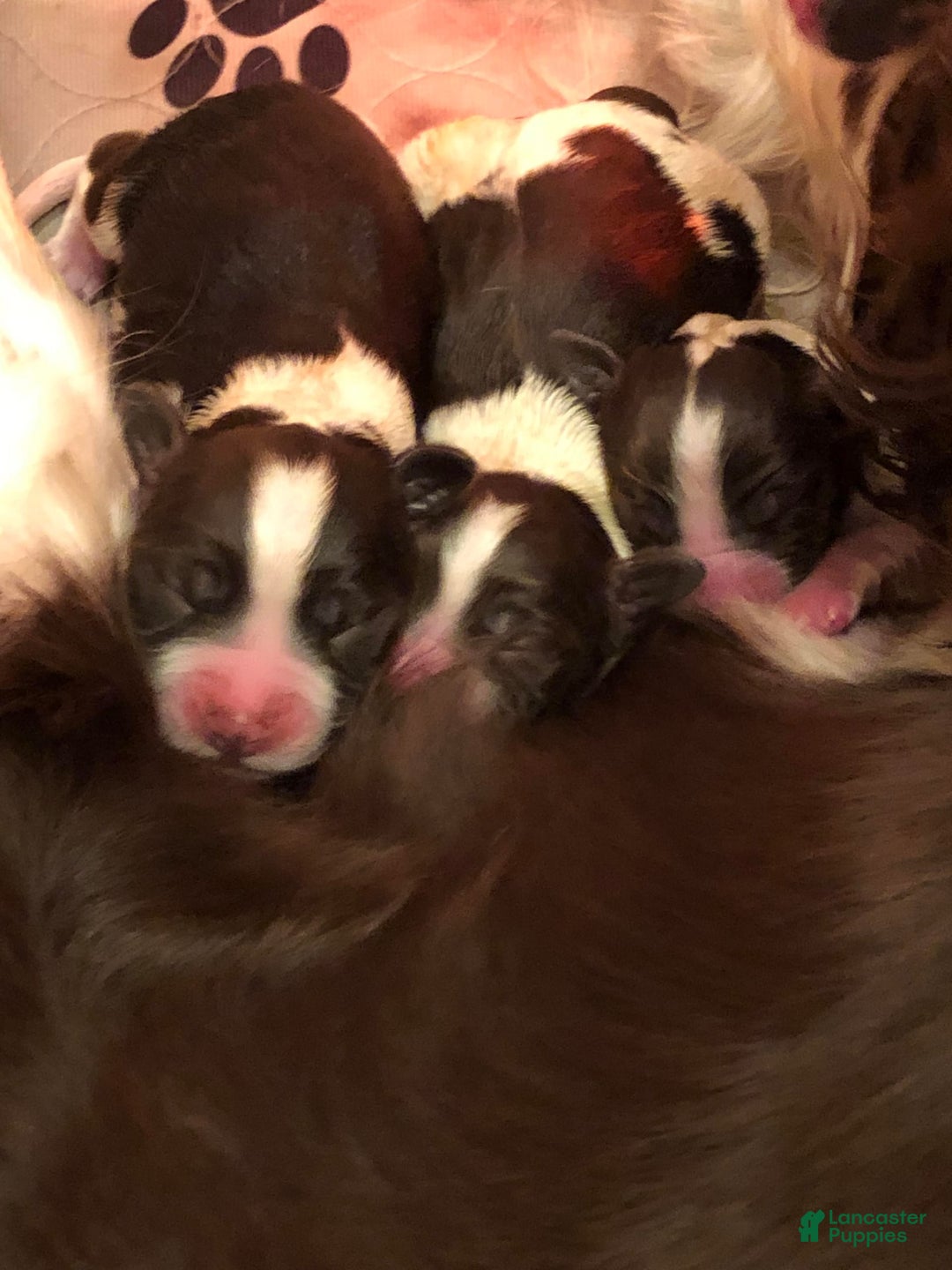 English Springer Spaniel dogs for sale: Upcoming Litter - Image 13