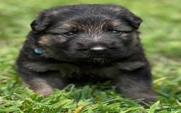 German Shepherd dogs for sale: Boy - Image 1