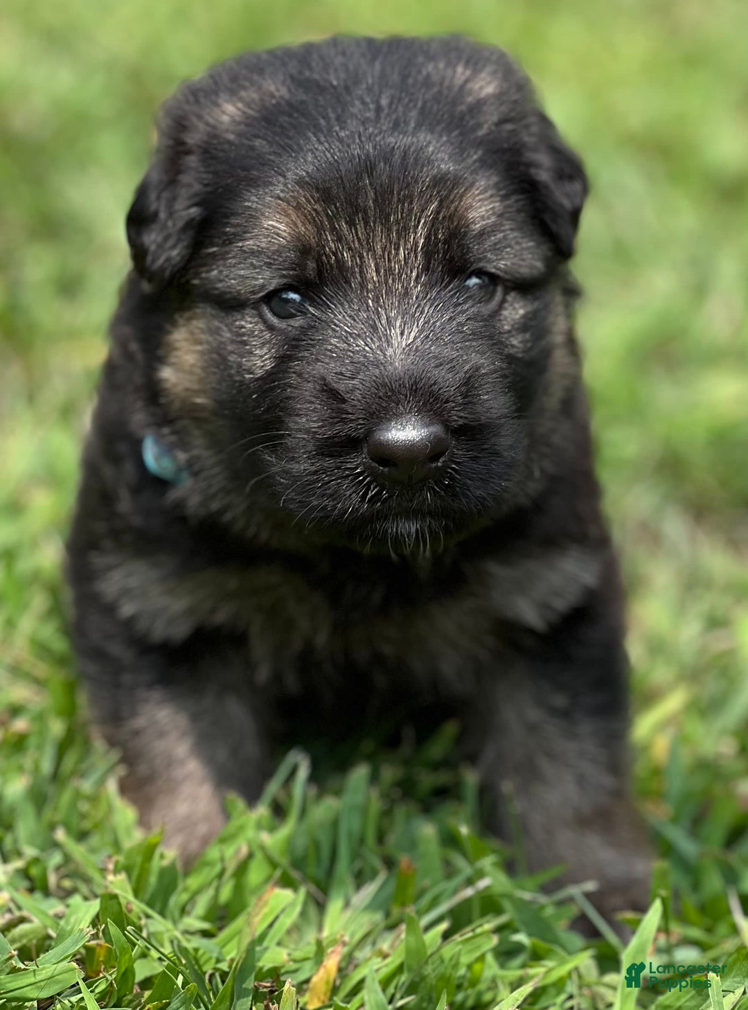 German Shepherd dogs for sale: Boy - Image 1