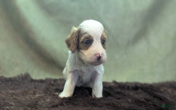 Cavapoo dogs for sale: Woody - Image 7