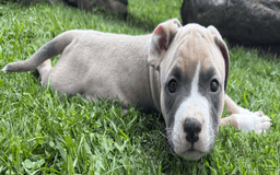 American Pit Bull Terrier dogs for sale: Peanut - Image 8