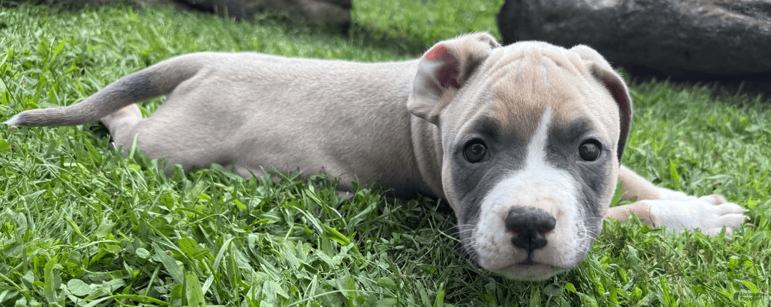 American Pit Bull Terrier dogs for sale: Peanut - Image 8