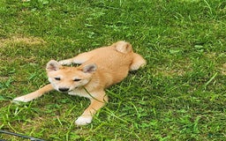 Shiba Inu dogs for sale: Shiba Puppy - Image 5