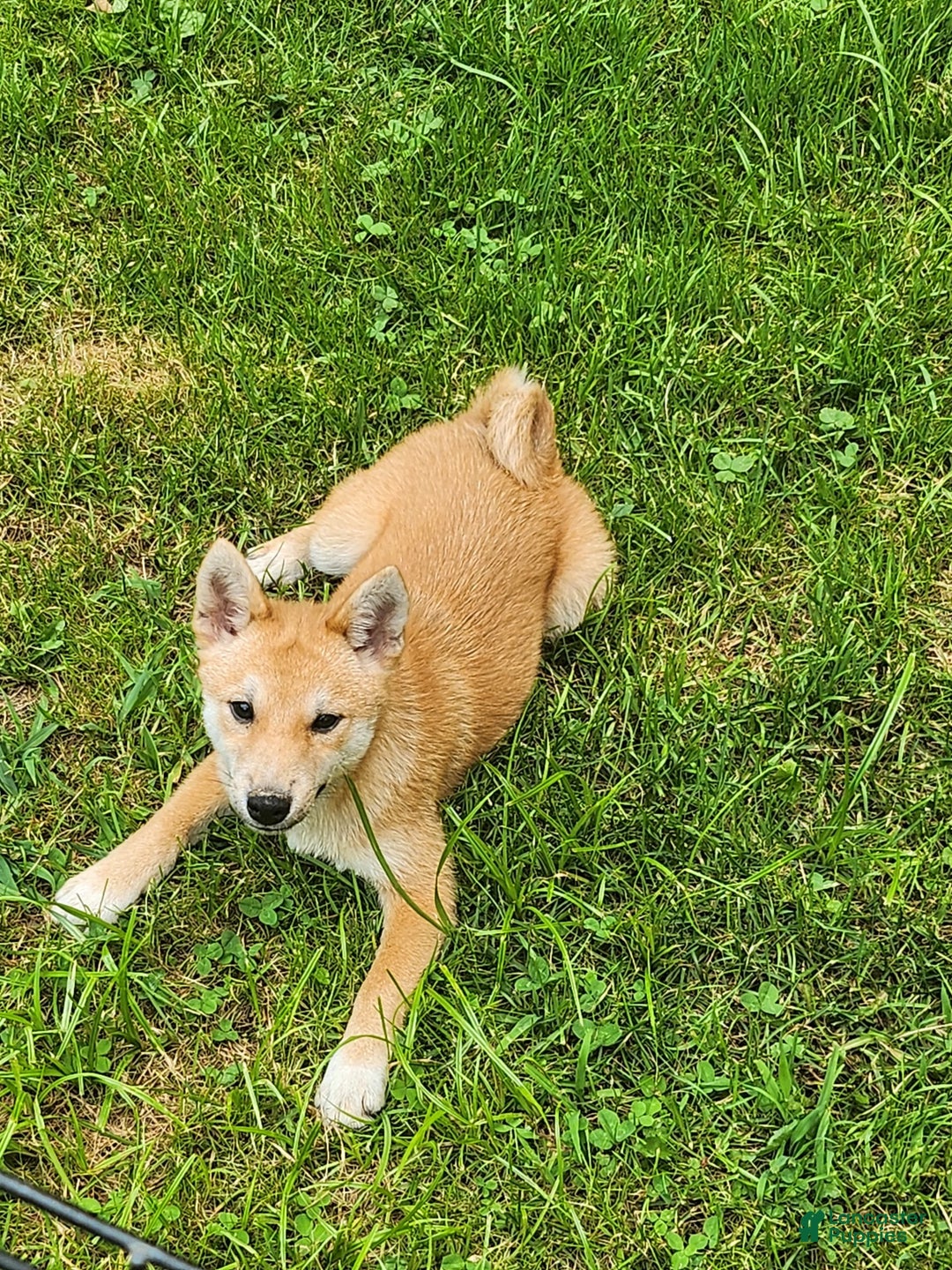 Shiba Inu dogs for sale: Shiba Puppy - Image 5