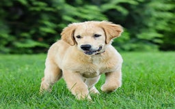 Golden Retriever dogs for sale: Cindy - Image 5