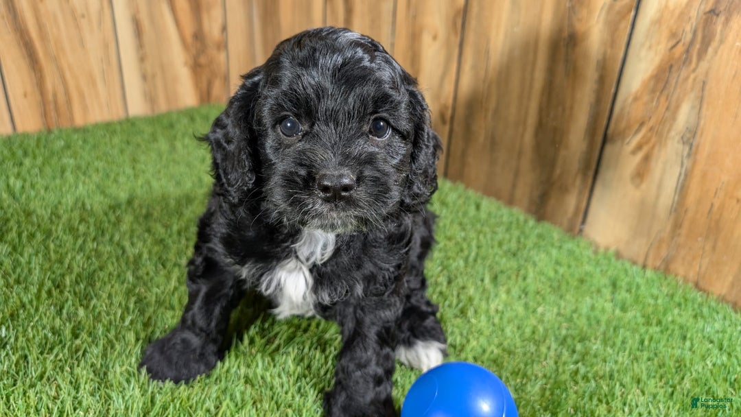 Cavapoo dogs for sale: Missy Boy 1 - Image 1