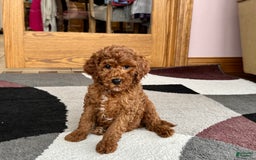 Cavapoo dogs for sale: Justin - Image 5