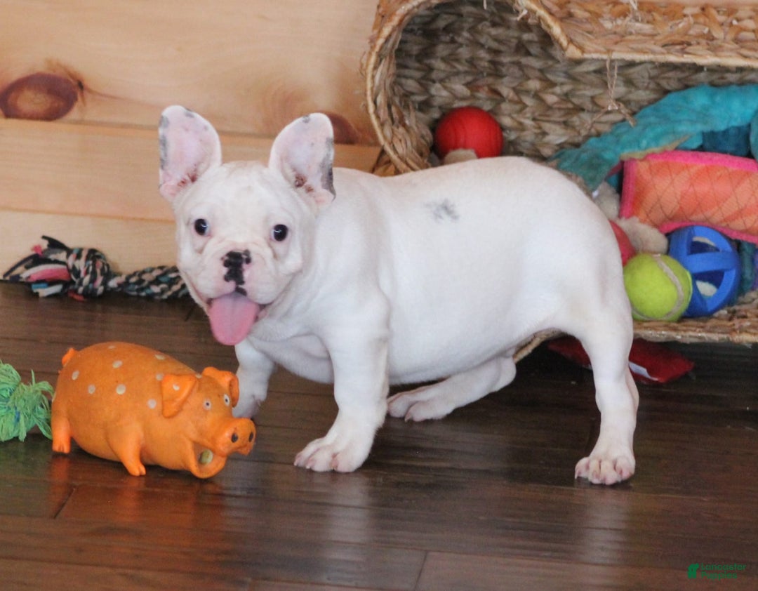 French Bulldog dogs for sale: Dirk - Image 2