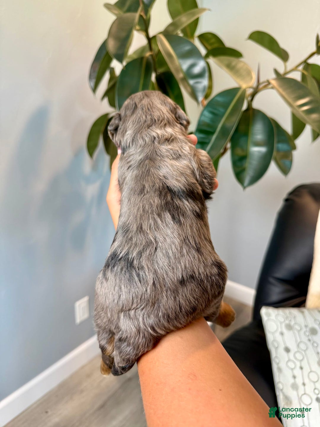 Mini Goldendoodle dogs for sale: Milo - Health tested - Image 4