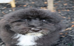 Miniature Poodle dogs for sale: Maui - Image 1