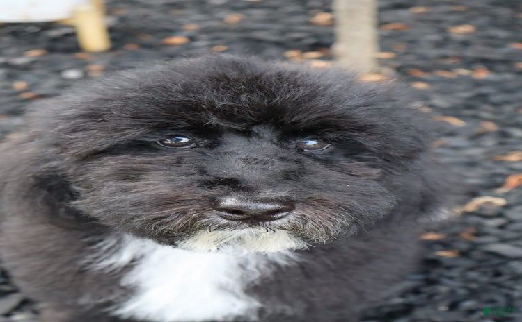 Miniature Poodle dogs for sale - Ad 1