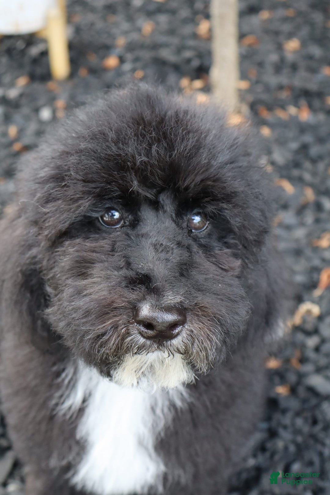 Miniature Poodle dogs for sale: Maui - Image 1