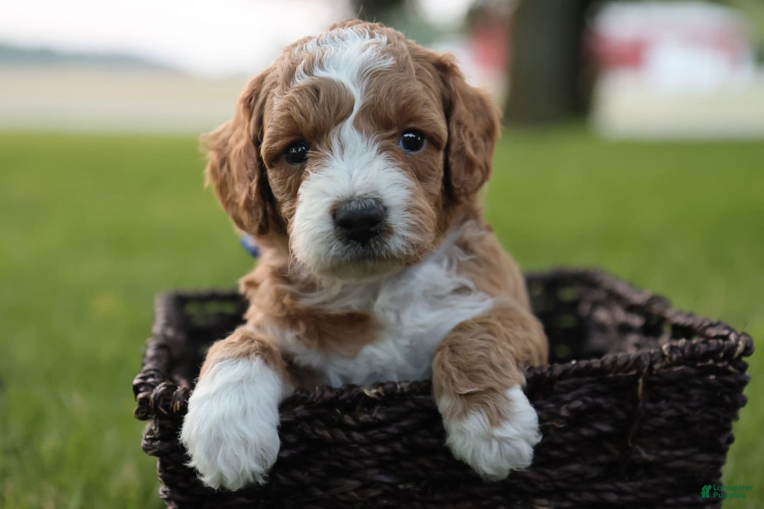 Mini Goldendoodle dogs for sale: Kona - Image 3