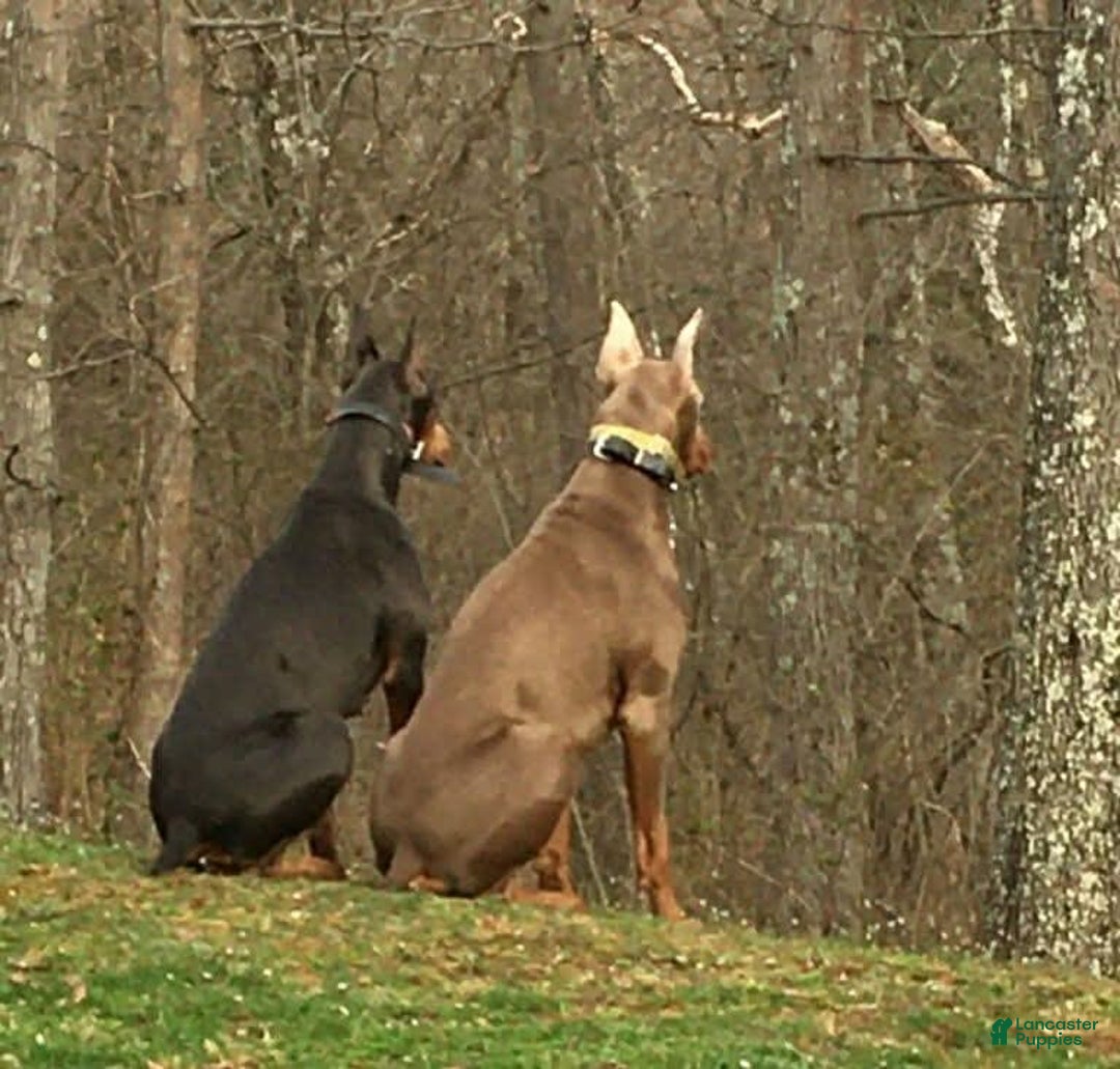 Doberman Pinscher dogs for sale: Smurf - Image 14