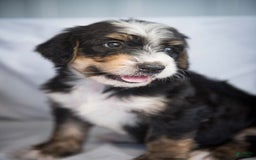 Bernedoodle dogs for sale: Jordan - Image 18