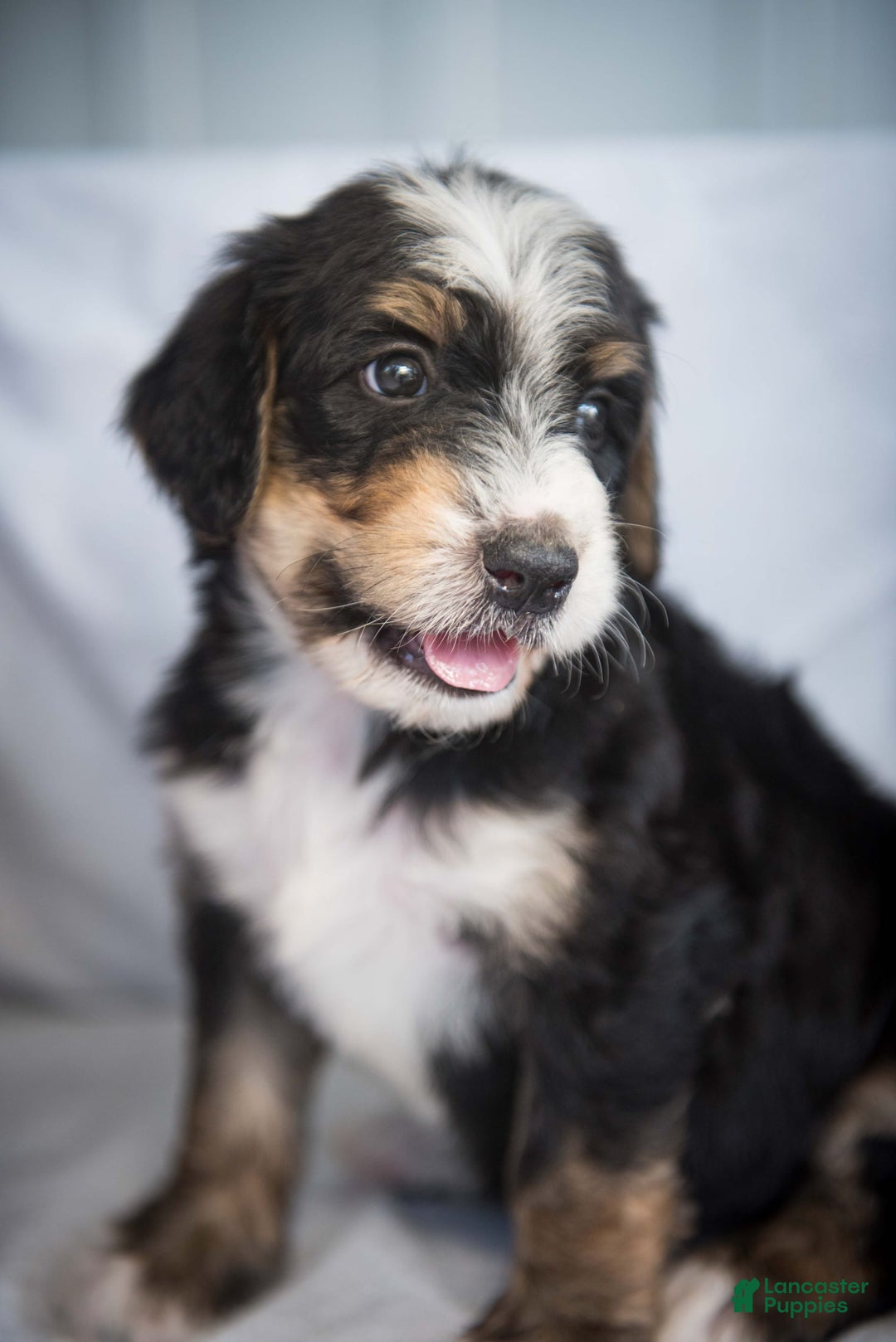 Bernedoodle dogs for sale: Jordan - Image 18