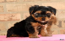 Yorkshire Terrier dogs for sale: Cody - Image 7