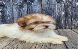 Lhasapoo dogs for sale: Pink Daisy - Image 5