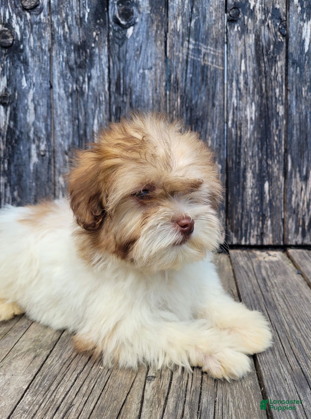 Lhasapoo dogs for sale: Pink Daisy - Image 5