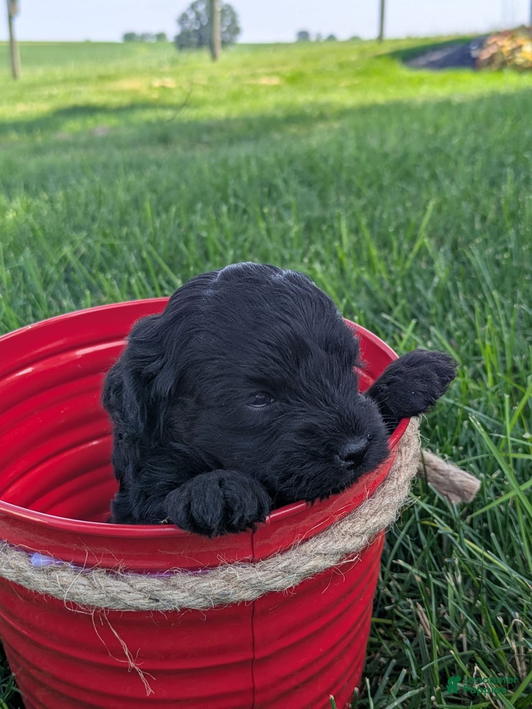 Cockapoo dogs for sale: Coca Cola - Image 2