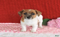 Jack Russell Terrier dogs for sale: Reggie - Image 3
