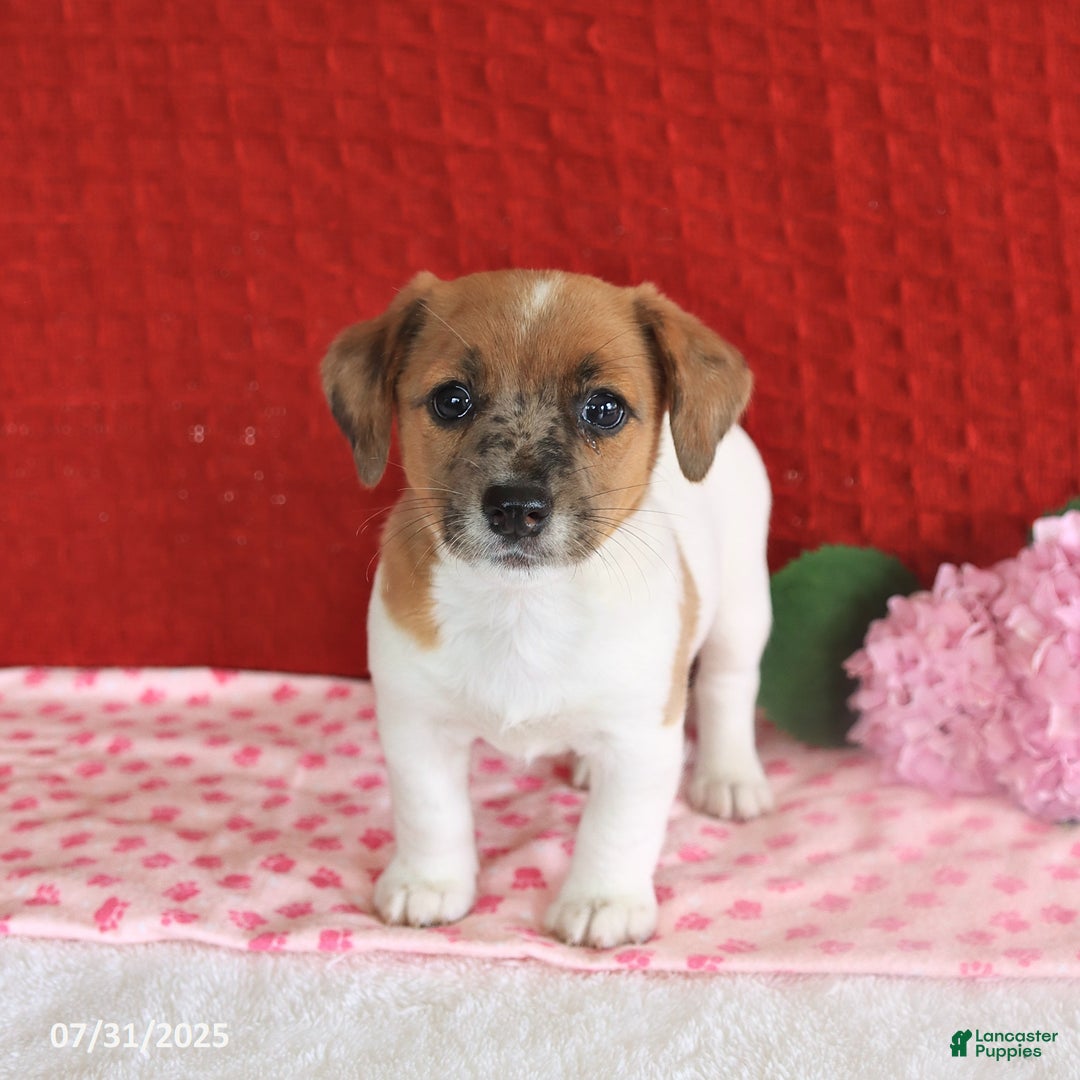 Jack Russell Terrier dogs for sale: Reggie - Image 3