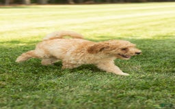 Goldendoodle dogs for sale: Michael - Image 8