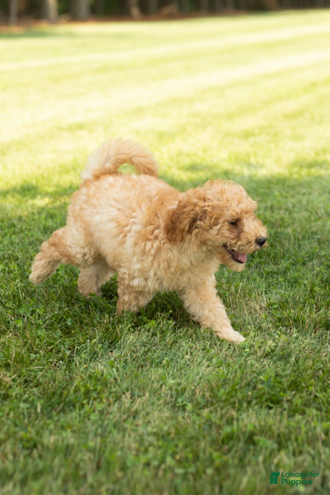 Goldendoodle dogs for sale: Michael - Image 8