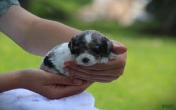 Cockapoo dogs for sale: Savannah - Image 5