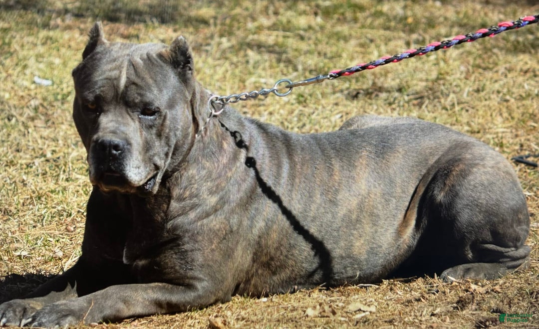Cane Corso dogs for sale: Becca - Image 12