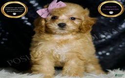 Miniature Poodle dogs for sale: Pinkie - Image 1