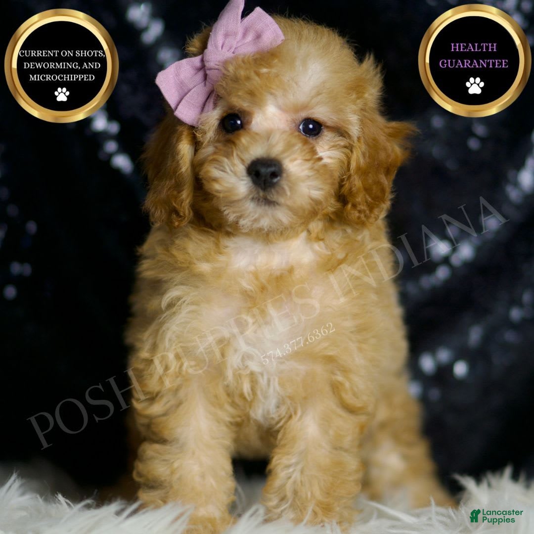 Miniature Poodle dogs for sale: Pinkie - Image 1