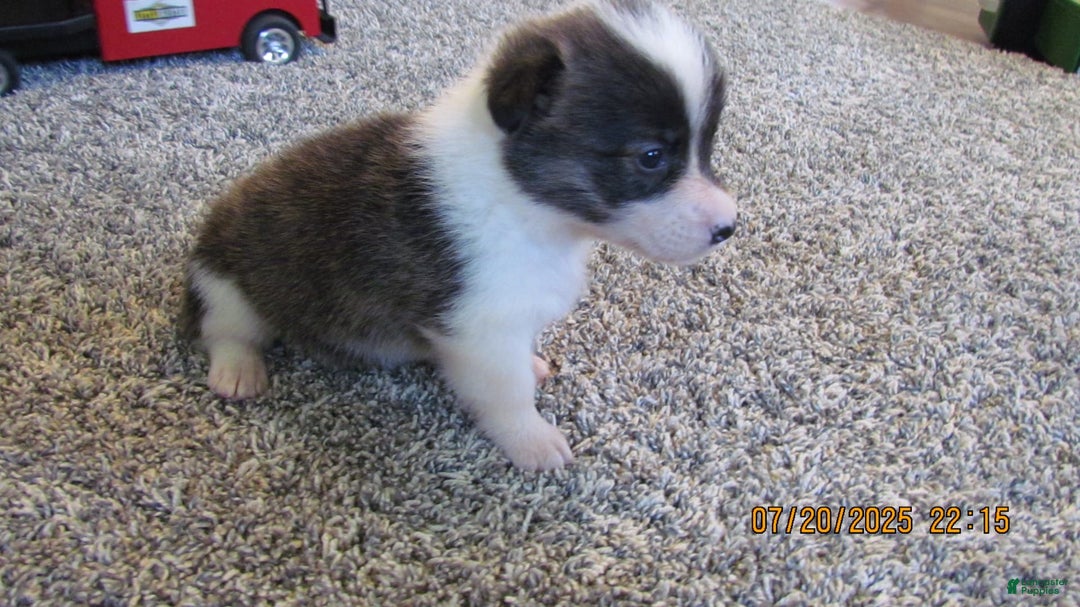 American Corgi dogs for sale: Brindle - Image 3