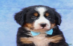 Bernese Mountain Dog dogs for sale: Samson - Image 17
