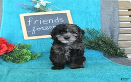 Miniature Poodle dogs for sale: Oakley - Image 14