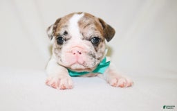 French Bulldog dogs for sale: Zeus Akc - Image 12