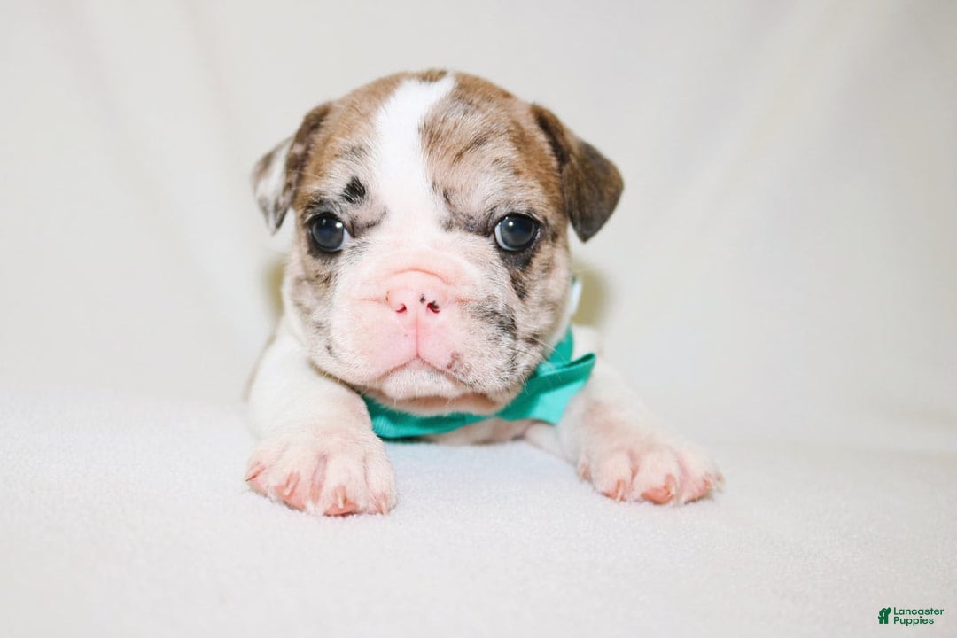 French Bulldog dogs for sale: Zeus Akc - Image 12