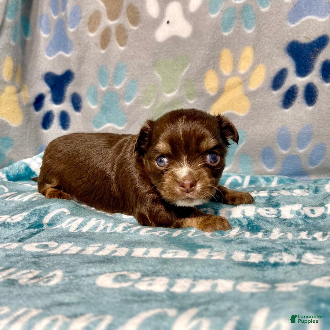 Chihuahua dogs for sale: Theodore Chocolate Lc - Image 5