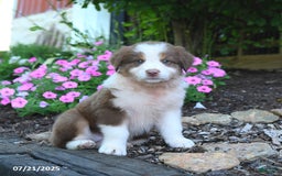 Australian Shepherd dogs for sale: Blossom - Image 5