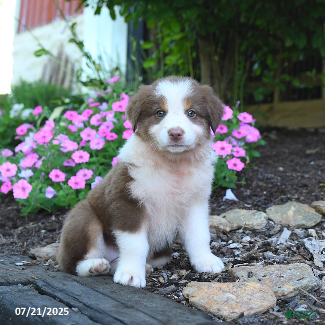 Australian Shepherd dogs for sale: Blossom - Image 5