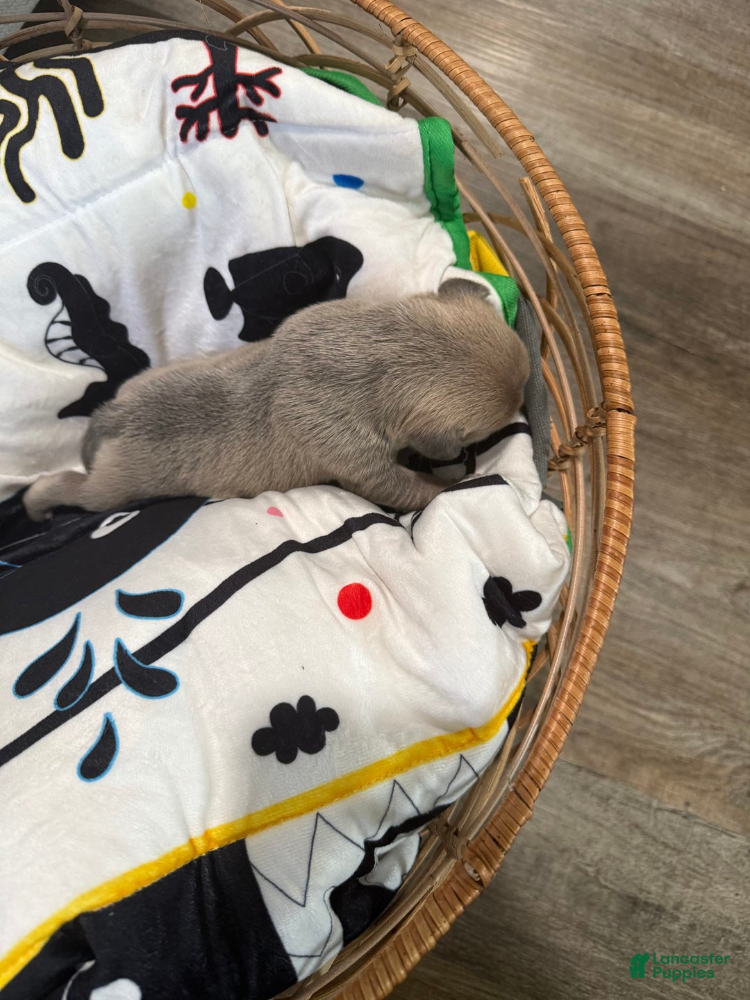 French Bulldog dogs for sale: Bridget - Image 8