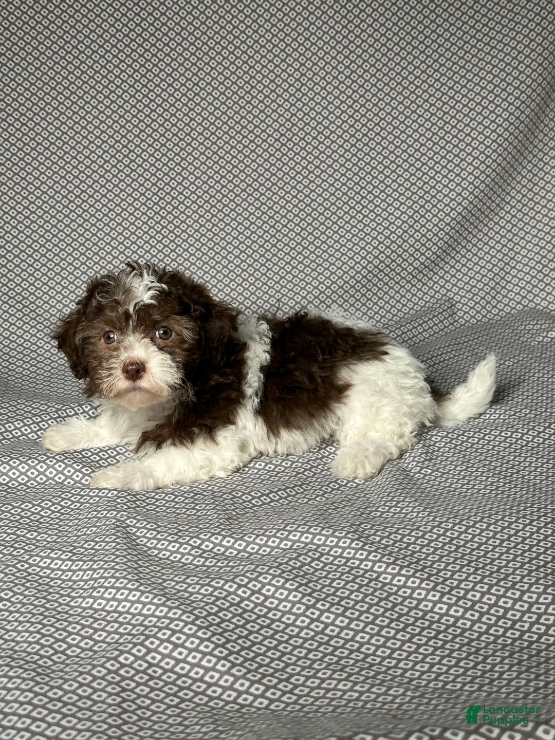 Havapoo dogs for sale: Amy - Image 4